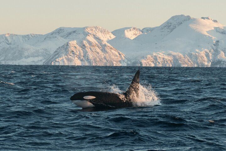 A powerful orca breaking the surface against Tromsø’s dramatic winter backdrop