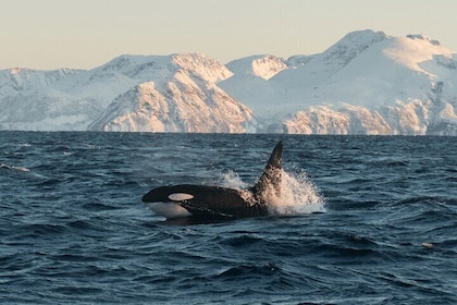 Tromso: Responsible Whale Watching Cruise (MS Alba)