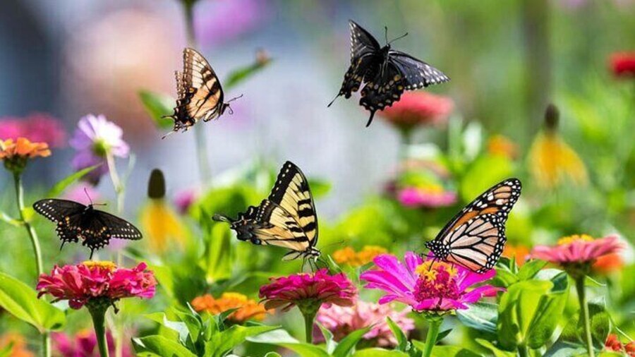 Dubai Butterfly Garden with Optional Pick Up Drop Off