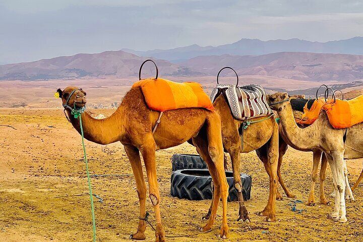Marrakech to Agafay: Camel Ride & Traditional Dinner Show