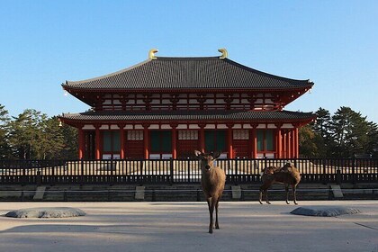 Explore the Timeless Heritage of Nara from Kyoto