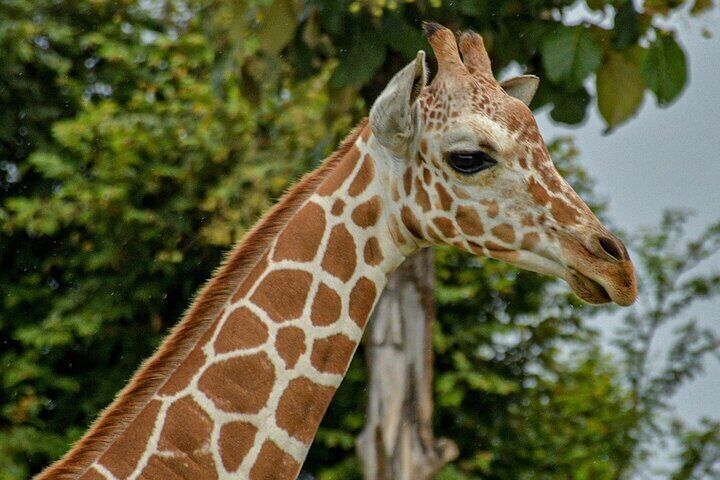 Safari Tour in Ponderosa Costa Rica