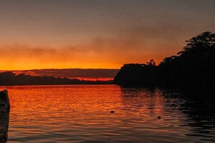 Amazon Jungle Sunrise with Parrots and Macaws Tambopata