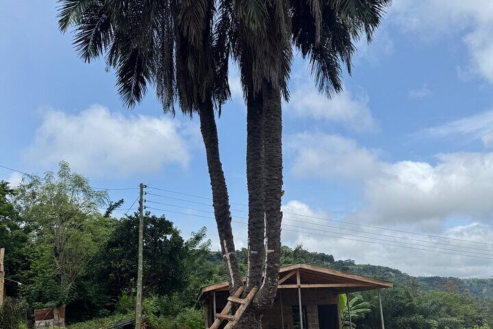 Falls Umbrella Rock Aburi Gardens and Cocoa Farm Day Tour
