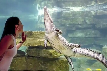 Dubai Crocodile Park Tickets