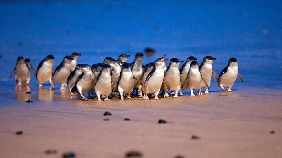 Nature’s cutest parade hits the beach!