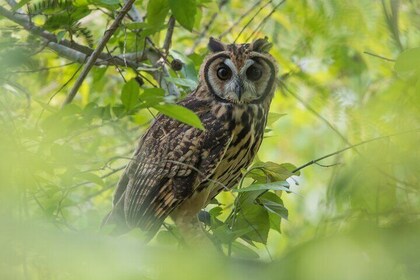 Birdwatching in the Tropical Dry Forest