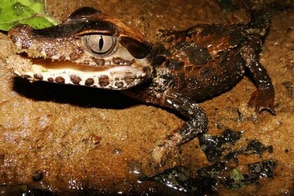Sunset and Caiman Search In Tambopata