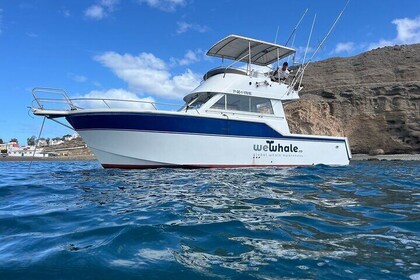 Dolphin Observation In A Small Group On A Silent Hybrid Boat