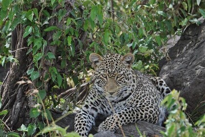 7 Day Classic Kenyan Safari with Unlimited Game Drives