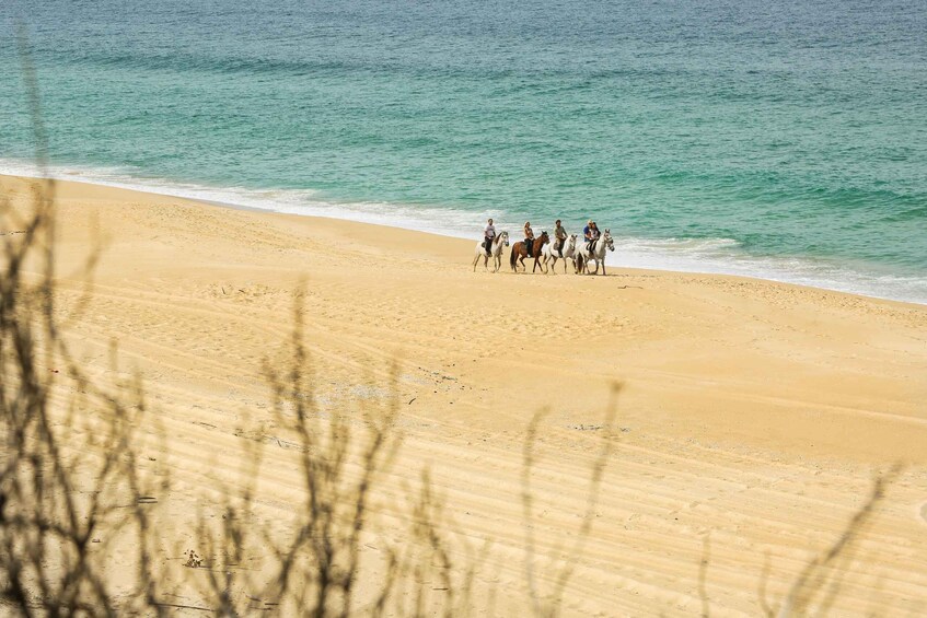 Picture 2 for Activity Melides: Horse Riding on the Beach with Wine Tasting