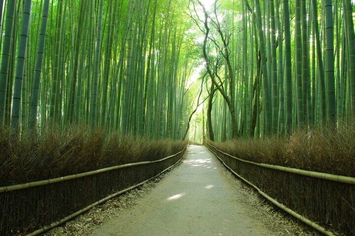 Nara Park, Fushimi Inari Shrine & Arashiyama Bamboo Forest Tour