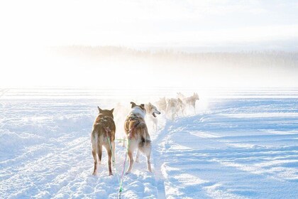 Local Husky Experience with Sled Ride and Photographer