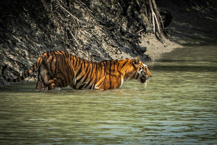 2 Days Sundarban Mangroves Tour from Kolkata