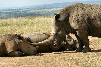 Nairobi National Park, Giraffe Centre and National Museum Tour