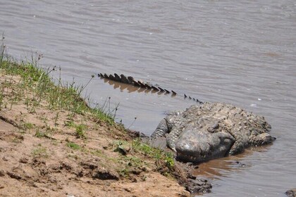 4 Days Lake Nakuru and Masai Mara Safari