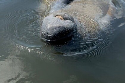 Guided Kayak Experience at EG Simmons Park