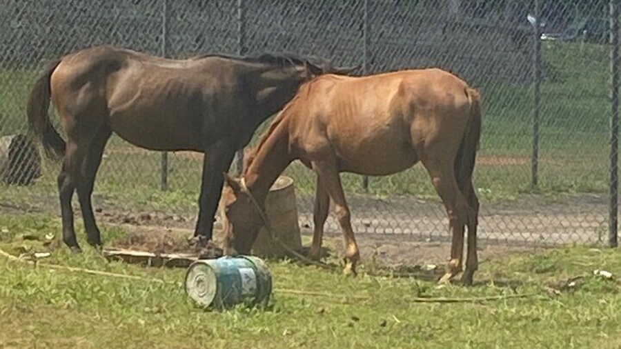 Countryside Horseback Riding in Hills of Trelawny