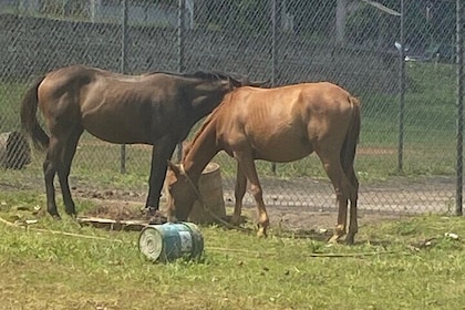 Countryside Horseback Riding in Hills of Trelawny