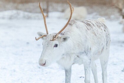 Rovaniemi Insider: Reindeer Farm Visit and Short Sleigh Ride