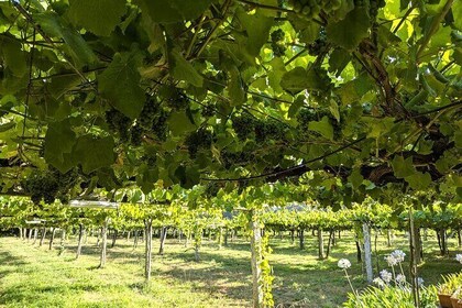 All Inclusive Private Day Trip Galicia Wine and Sightseeing Tour