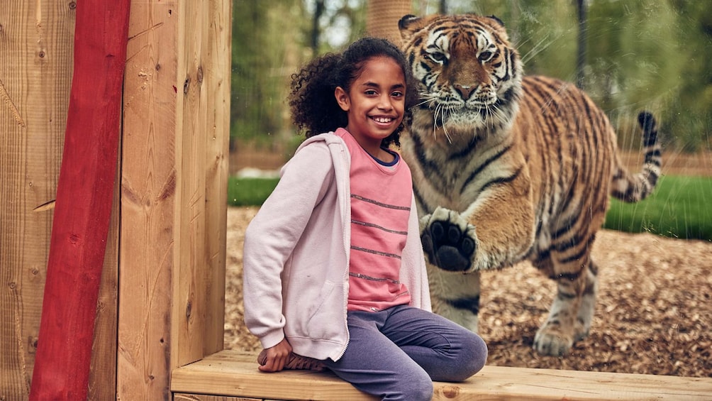 Girl taking a photo next to a tiger at Chessington World of Adventures Resort