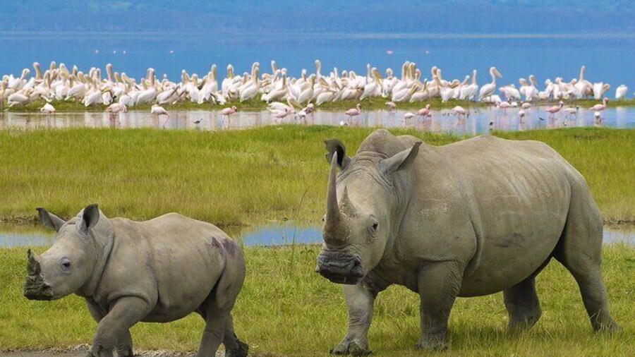 Ngorongoro Crater Private 4-Day Tour Karibu Heritage House