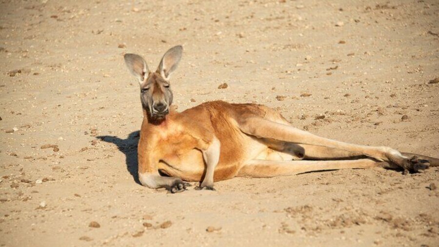 Sip and Animal Safari Experience in Fredericksburg