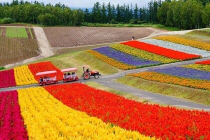 Hokkaido Furano Lavender & Biei Blue Pond Tour with Lunch
