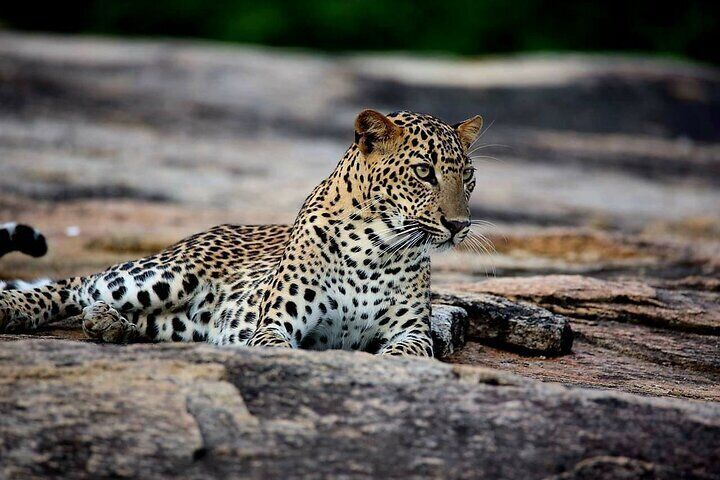 Sri Lanka Yala Wildlife Safari Tours