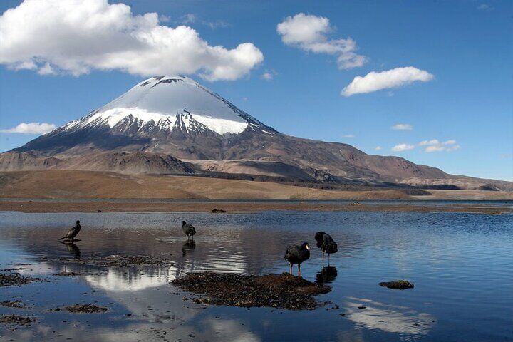 Chungará Lake & Lauca Park Tour from Arica with Lunch