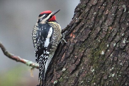 Private Birdwatching Walking Activity in Hendersonville
