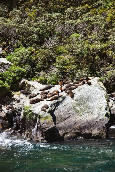 Picture 8 for Activity Milford Sound: 2-Hour Small Boat Scenic Cruise