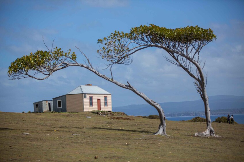 Picture 8 for Activity Hobart: Maria Island National Park Active Full-Day Tour