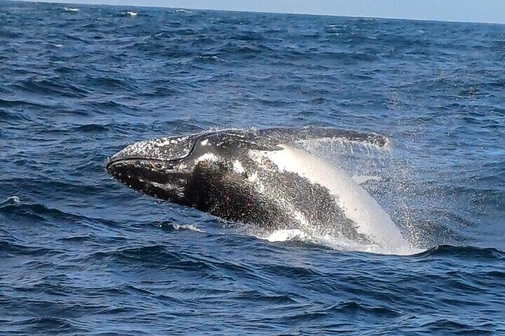 Cape Town Hermanus Whale Watching tour