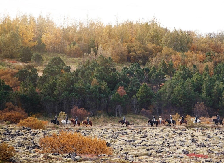 Picture 7 for Activity From Reykjavík: Icelandic Horse Riding Tour in Lava Fields