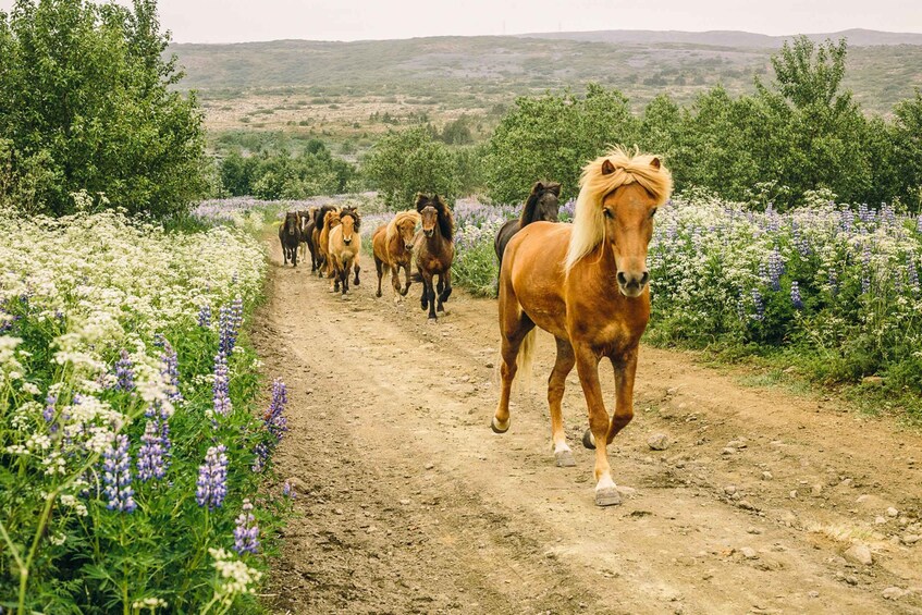 Picture 5 for Activity From Reykjavík: Icelandic Horse Riding Tour in Lava Fields