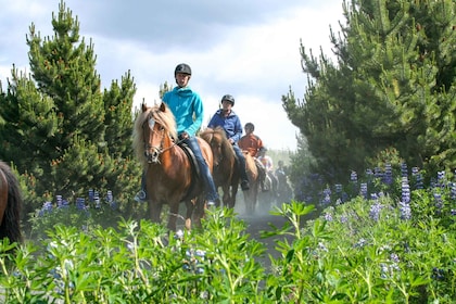 Desde Reikiavik: recorrido a caballo por islandés en campos de lava