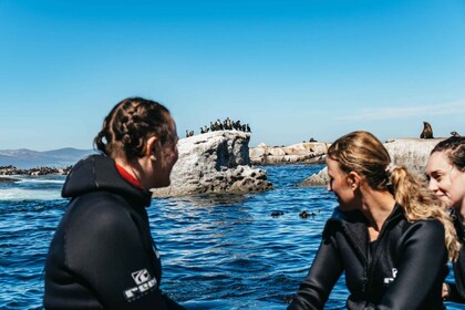 豪特灣：海豹浮潛體驗