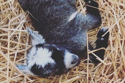 Baby Goat Cuddling and Wine Tour