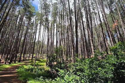 Private Upcountry Hiking Tour