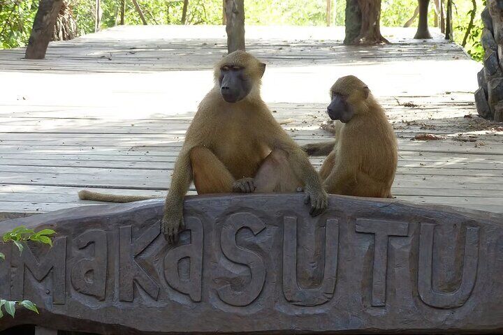 Makasutu Eco Adventure: Forest Walk, Boat Trip & Palm Juice