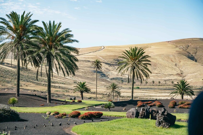 Picture 3 for Activity Lanzarote: Timanfaya National Park & La Geria Tour