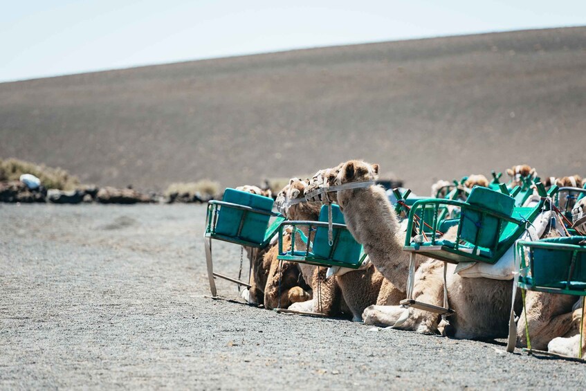 Picture 14 for Activity Lanzarote: Timanfaya National Park & La Geria Tour