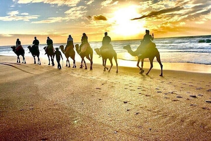 Málaga to Tangier Luxury VIP Tour All-inclusive