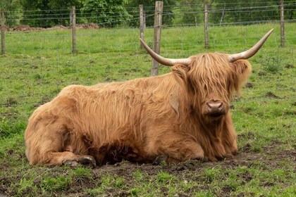 The Highland Cows Experience in Scotland