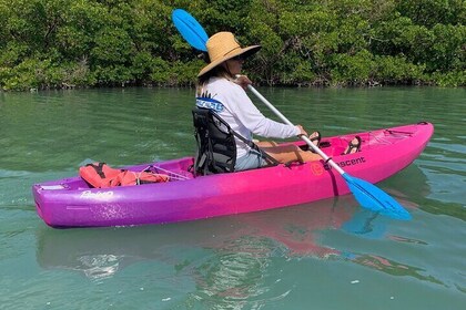 Beginner Friendly 1-Hour Paddle Tour by Kayak or SUP