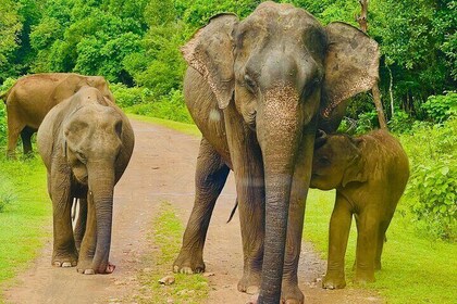 Udawalawa Wild Life Safari