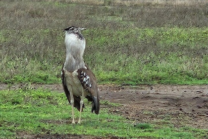 13 Day Ultimate Tanzania Safari