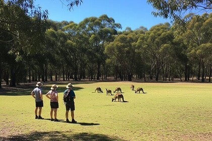 Yarra Valley Nature Hike with Wildlife and Sunset Picnic